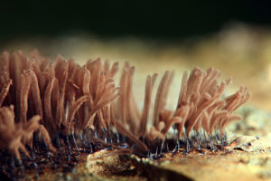 Close-up of Mold Mycellium