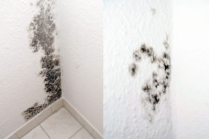 Facts About Mold
