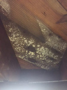 Mold Can Destroy Building Materials