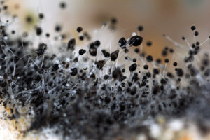 Mold spores can cause health concerns.