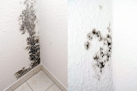 Mold growing on a wall before treatment.