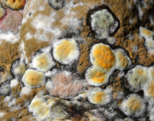 What Are the Five Types of Mold Found in Buildings